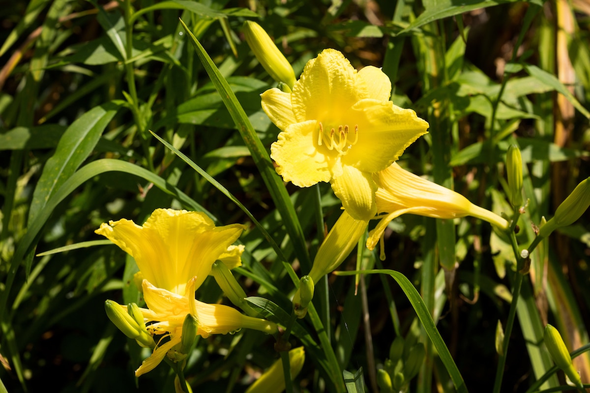 An image of yellow lillies