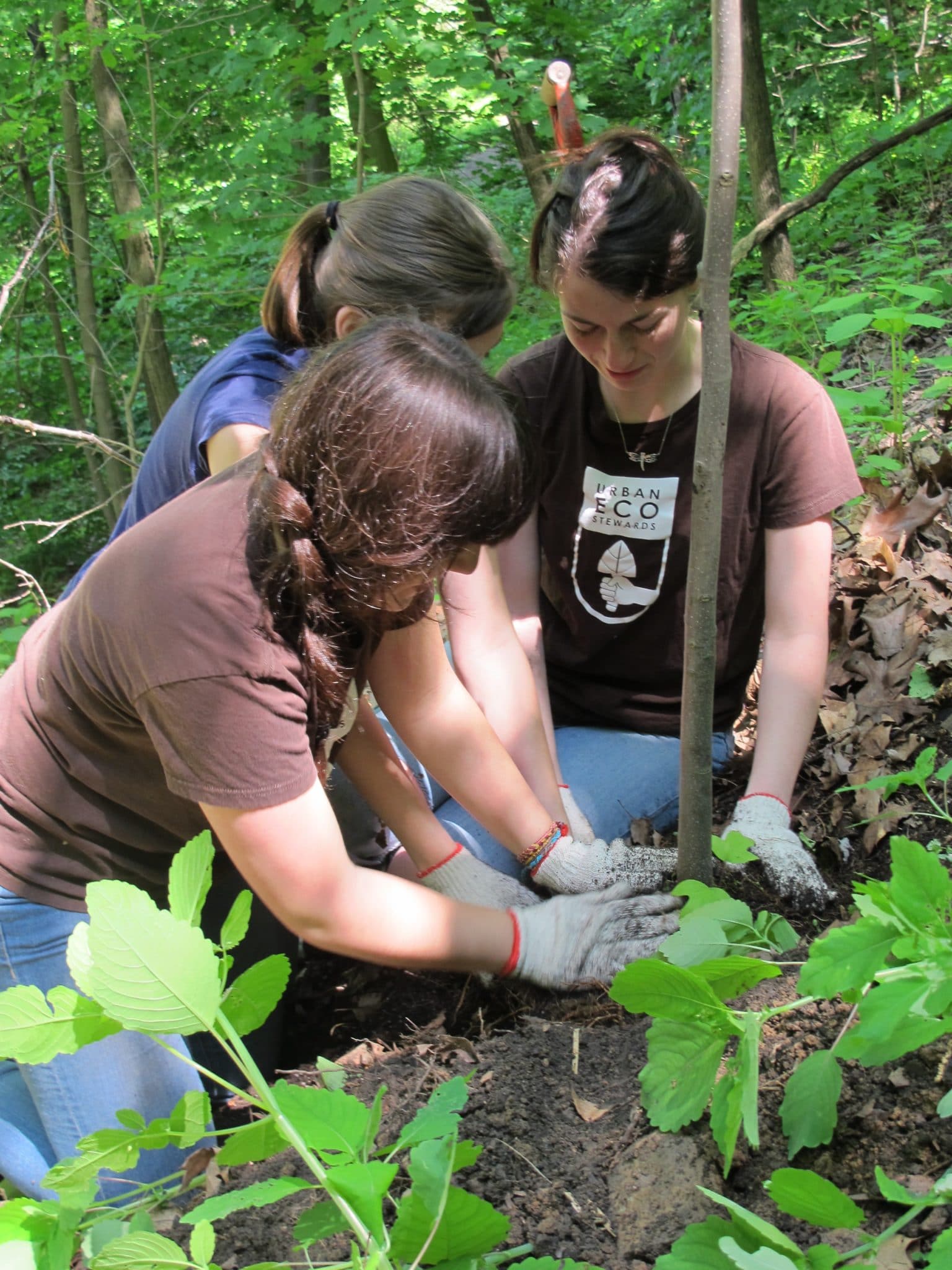 A group of young people planting a tree