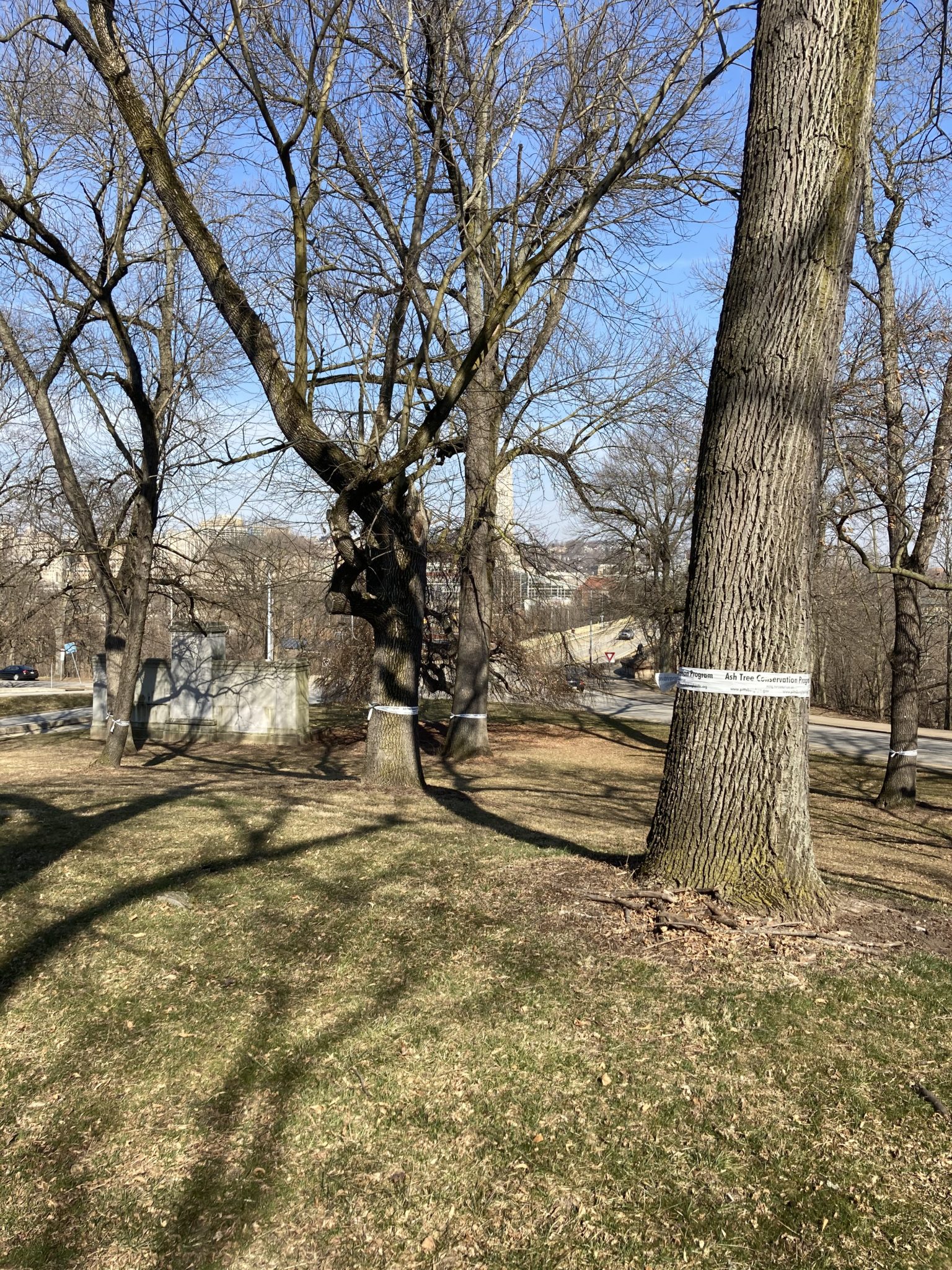 Branch falls off of Survivor Tree