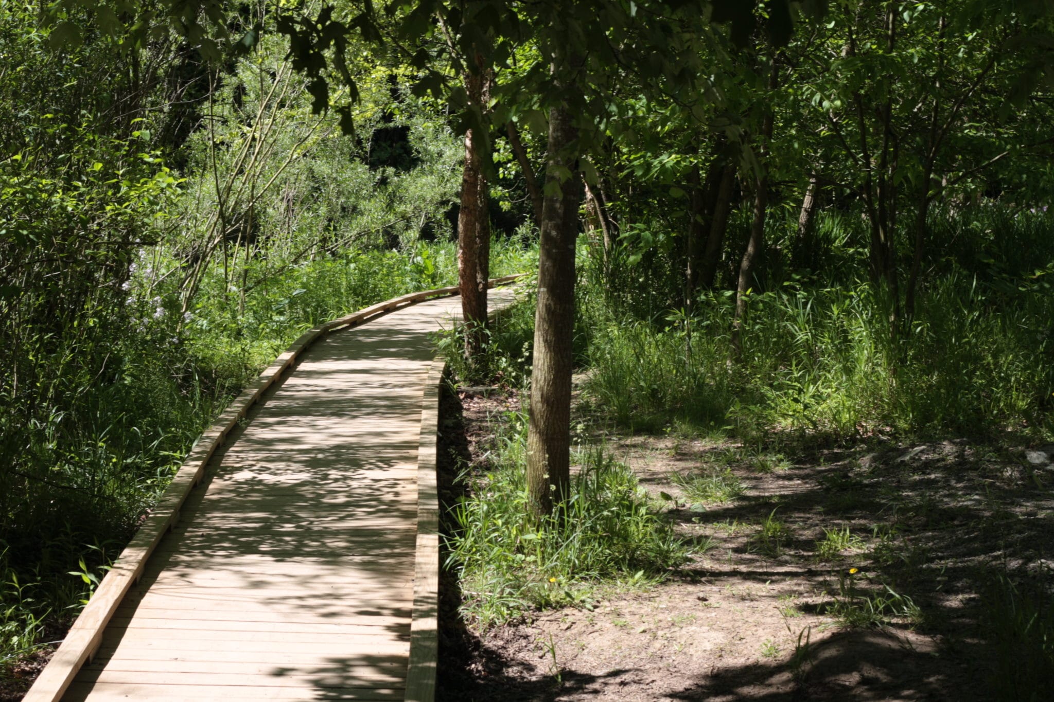 Wooden path with trees and grass