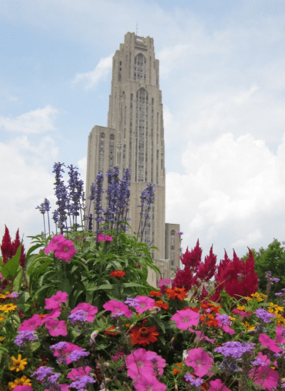 Schenley Plaza flowers in bloom looking up at Cathedral of Learning