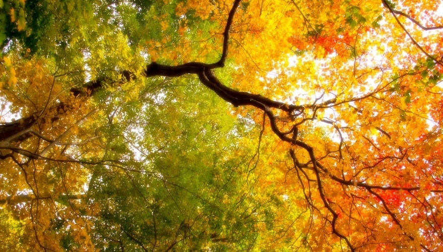 Image of fall foliage