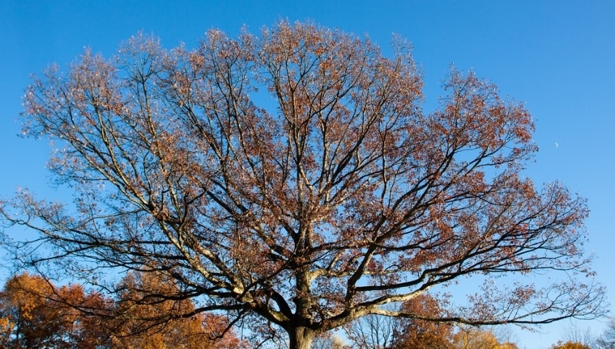 Image of the branches of a tree with orange leaves