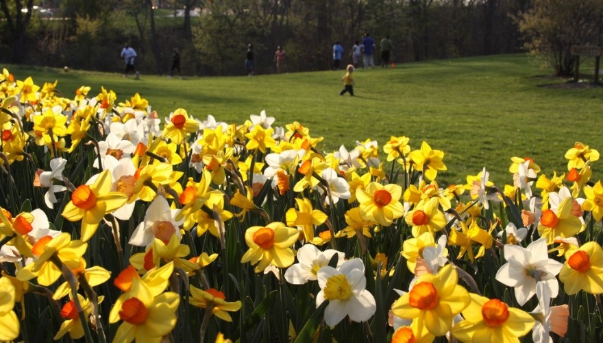 Colorful daffodils