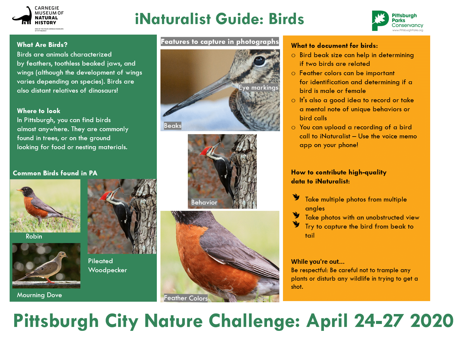 A guide to birds
