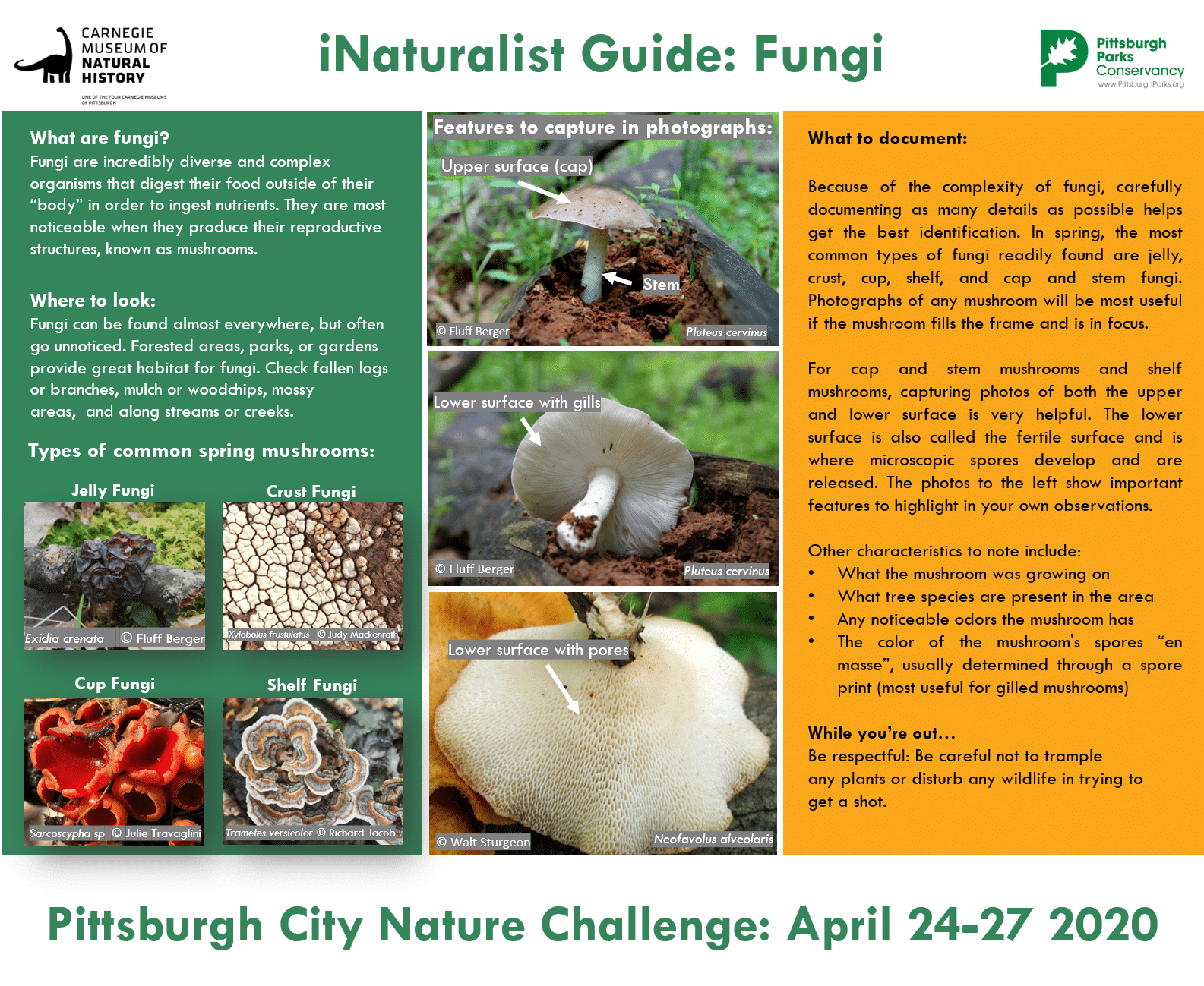 A guide to Fungi