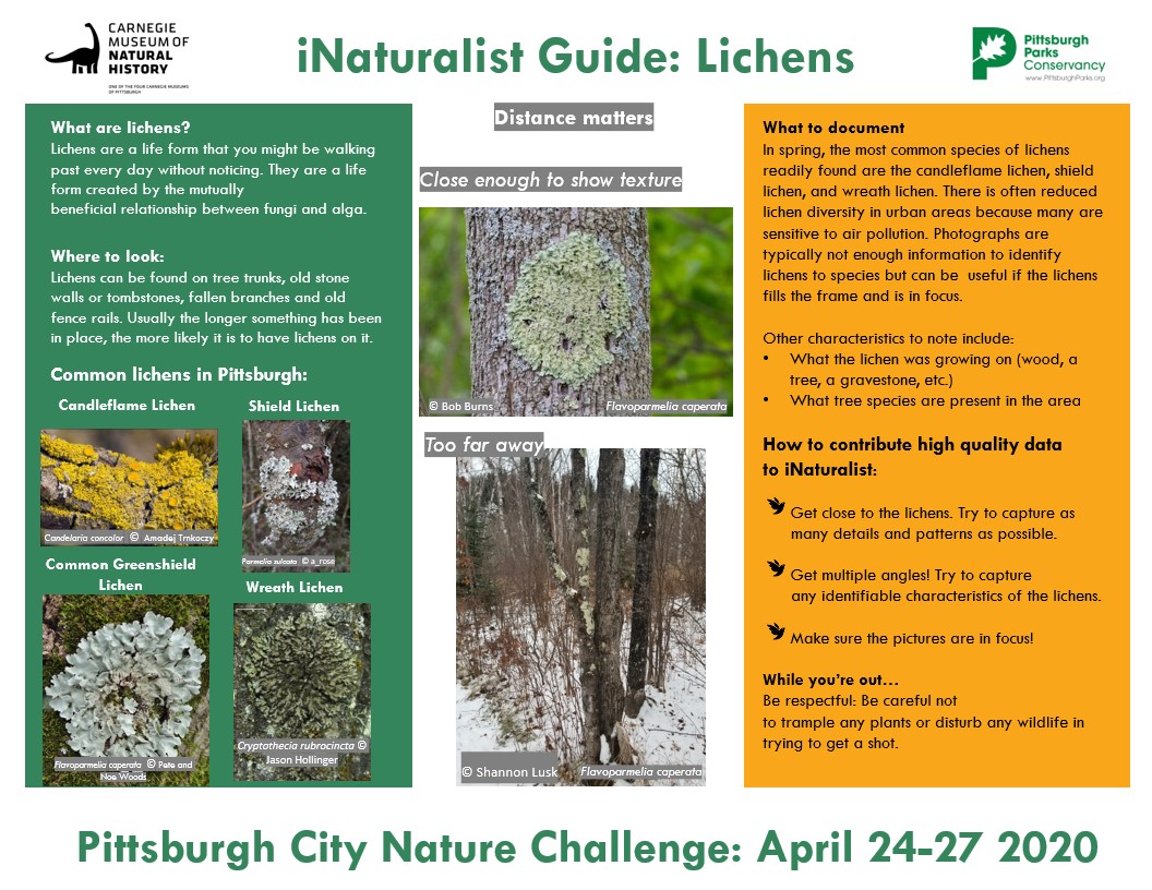 A guide to Lichens
