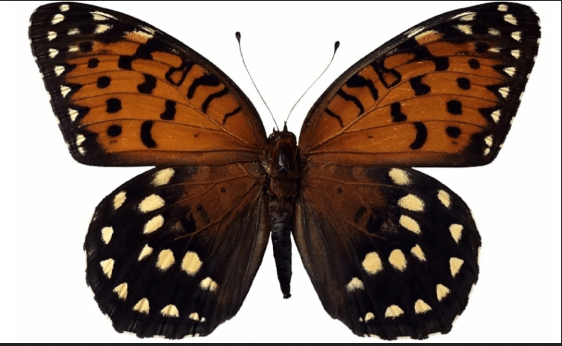 An image of a Regal Fritillary butterfly.