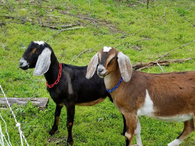 Goats in a grassy area