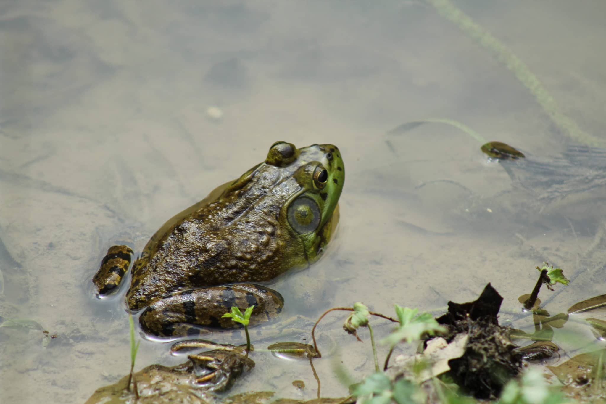 An image of a frog sitting in water