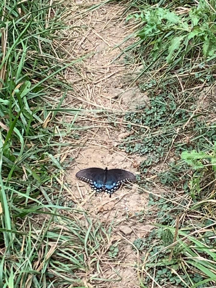A blue and black butterfly