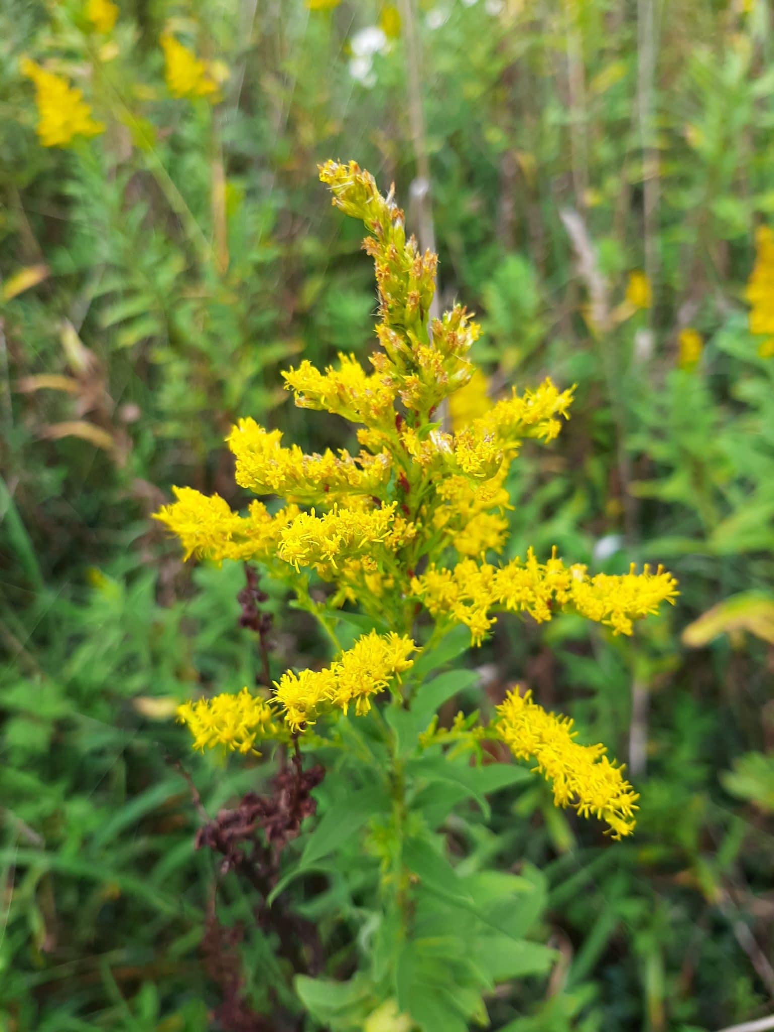 An image of Goldenrod