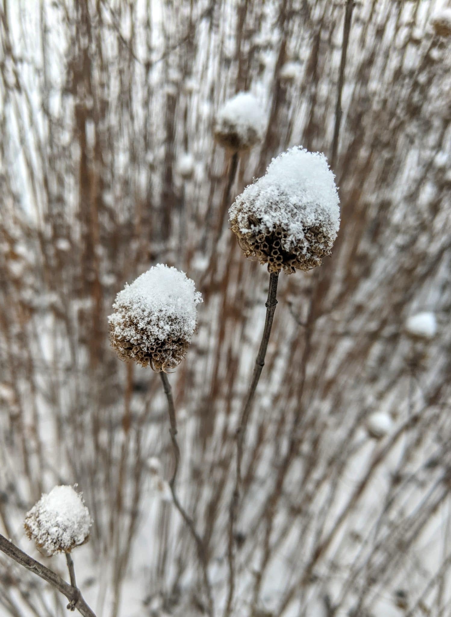 Winter perennials with snow