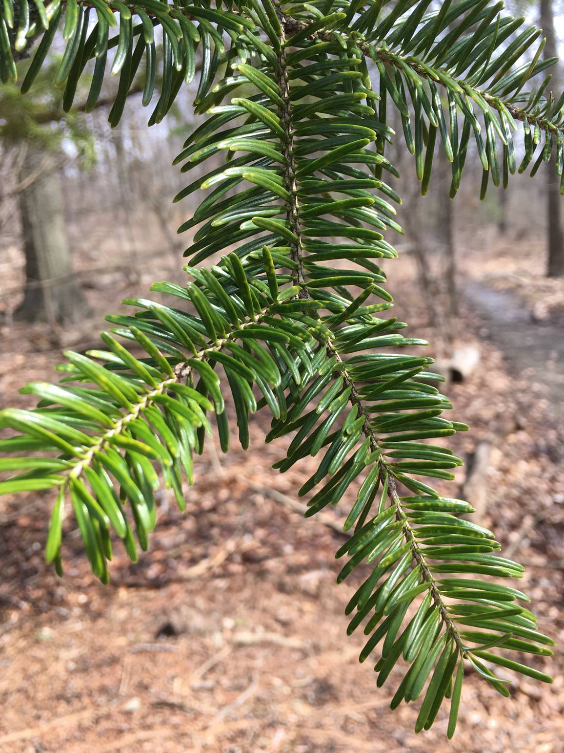 Photo of evergreen leaves