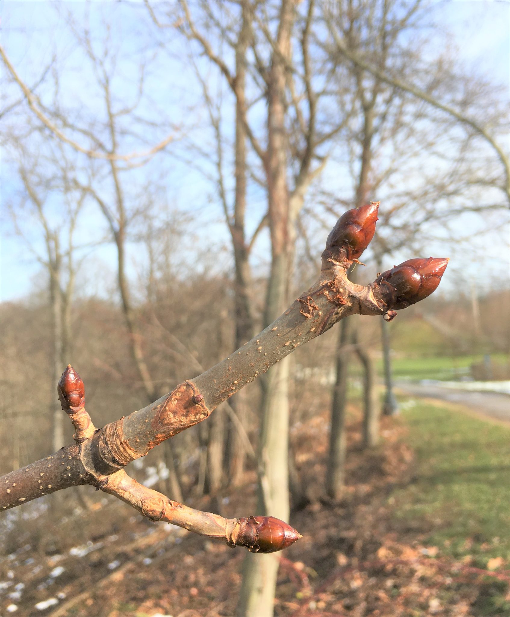 Horse Chestnut buds with park background