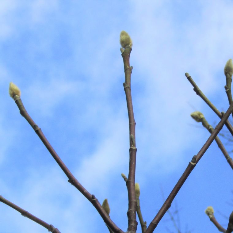 Magnolia buds with a blue background