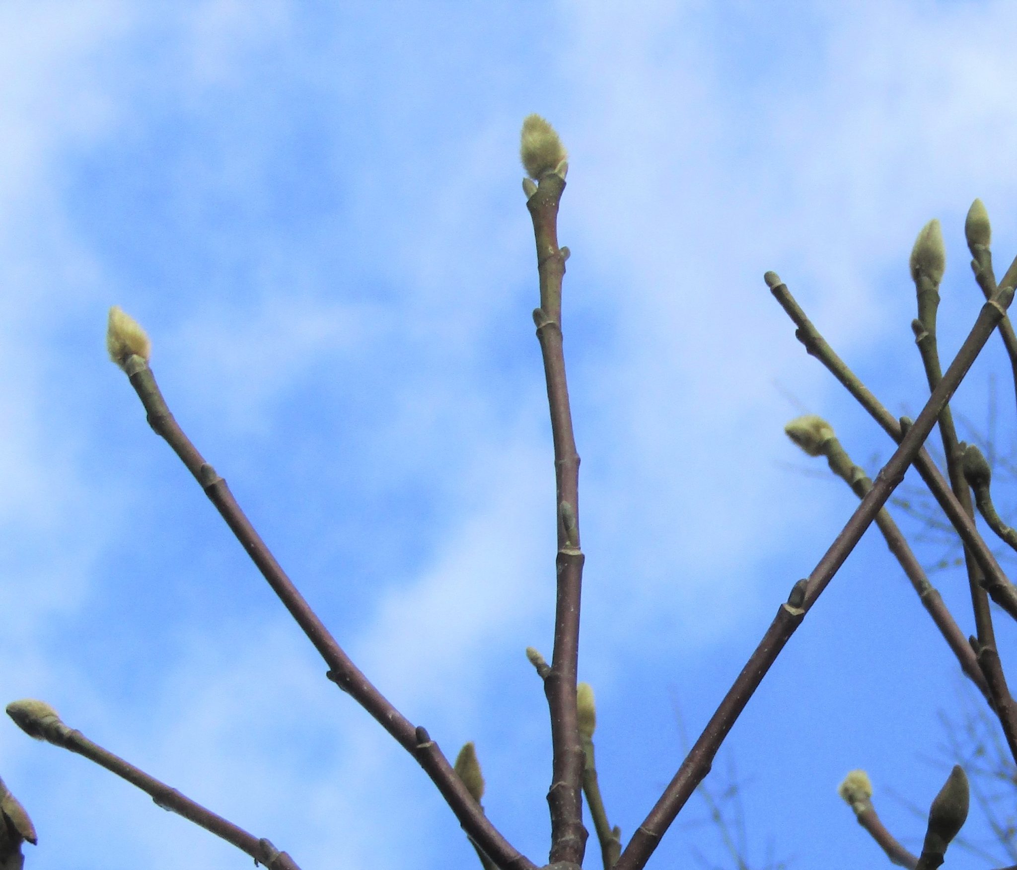 Magnolia buds with a blue background