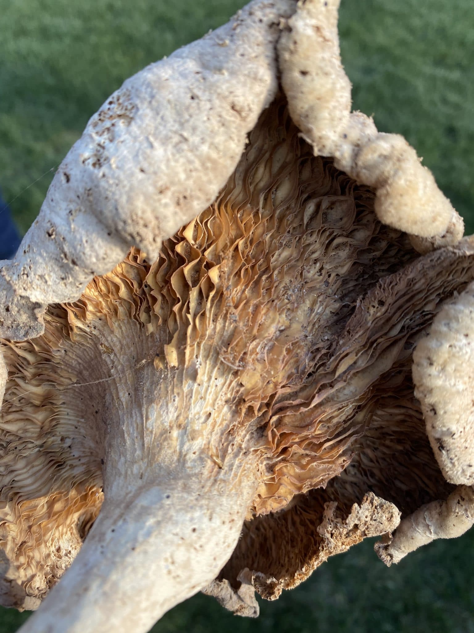 The inside of a mushroom