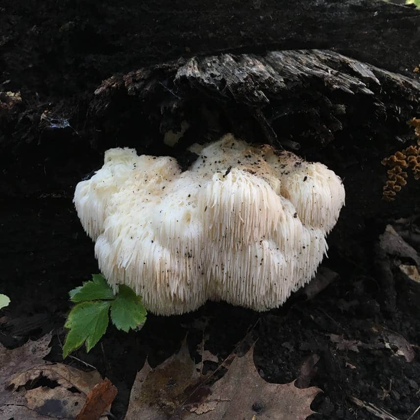 Image of white Lion's Mane mushroom