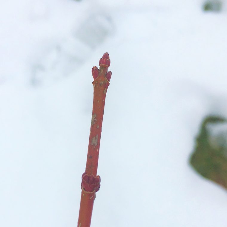 Red Maple buds with white background