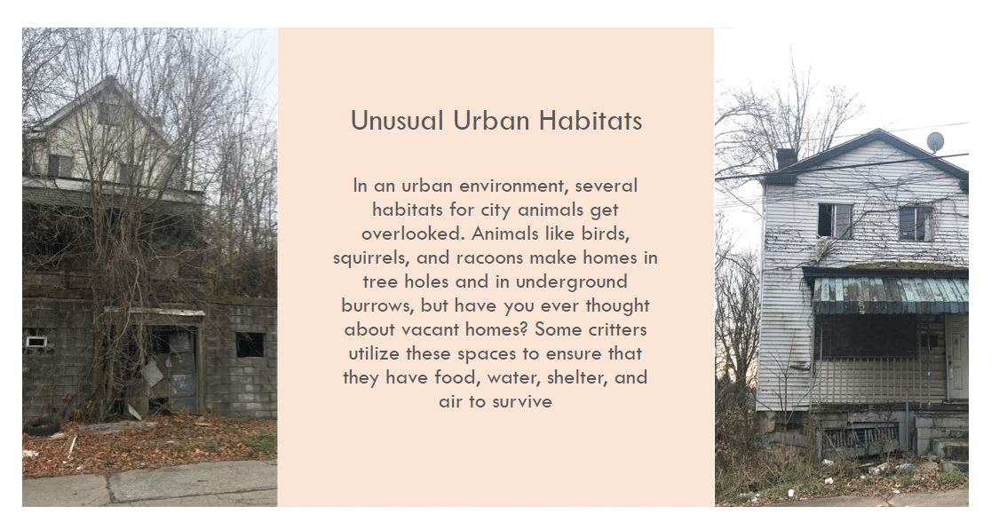 Unusual Urban Habitats graphic