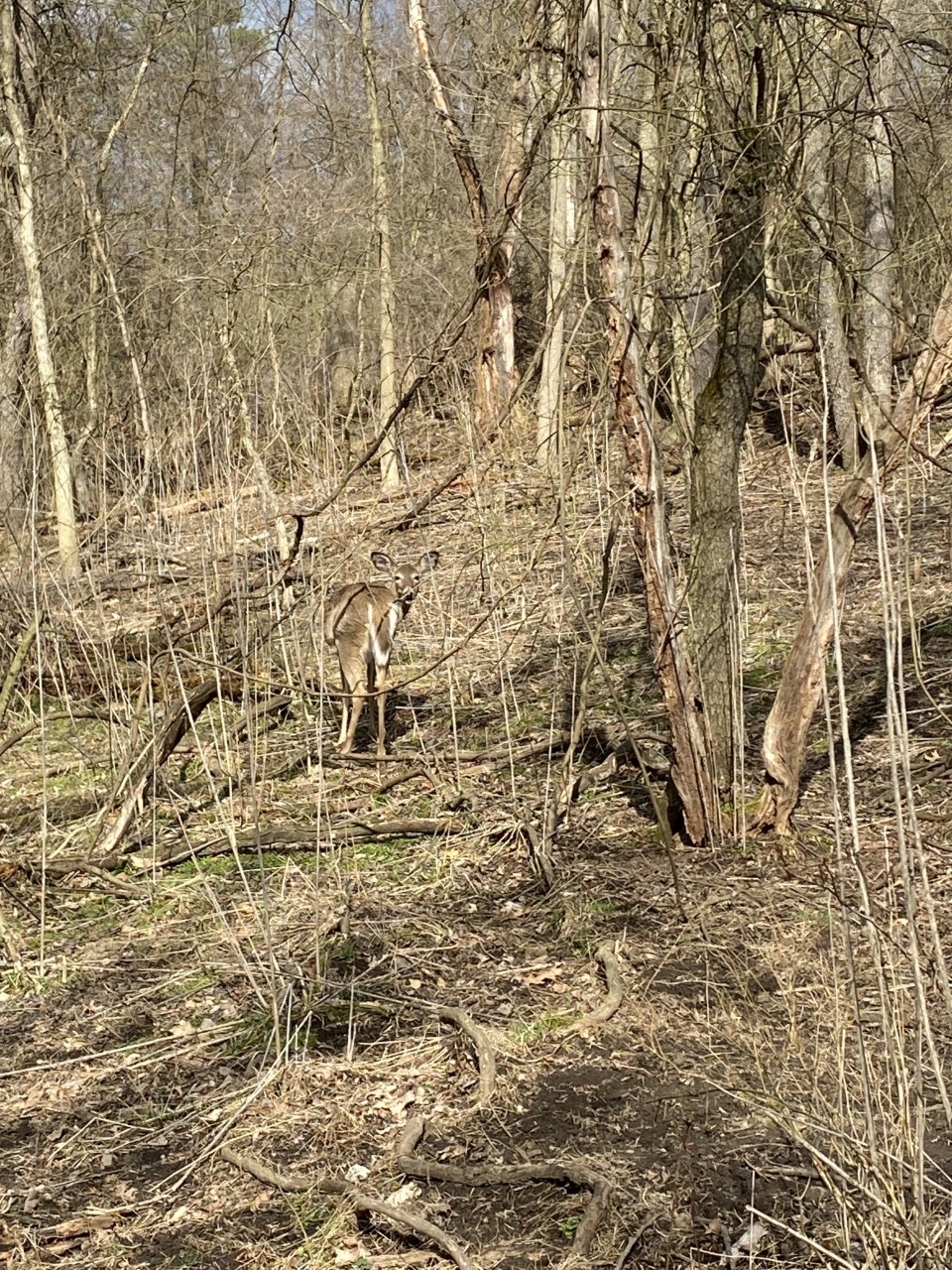 Deer in forest