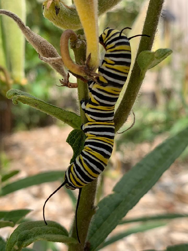 Large caterpillar crawling up branch