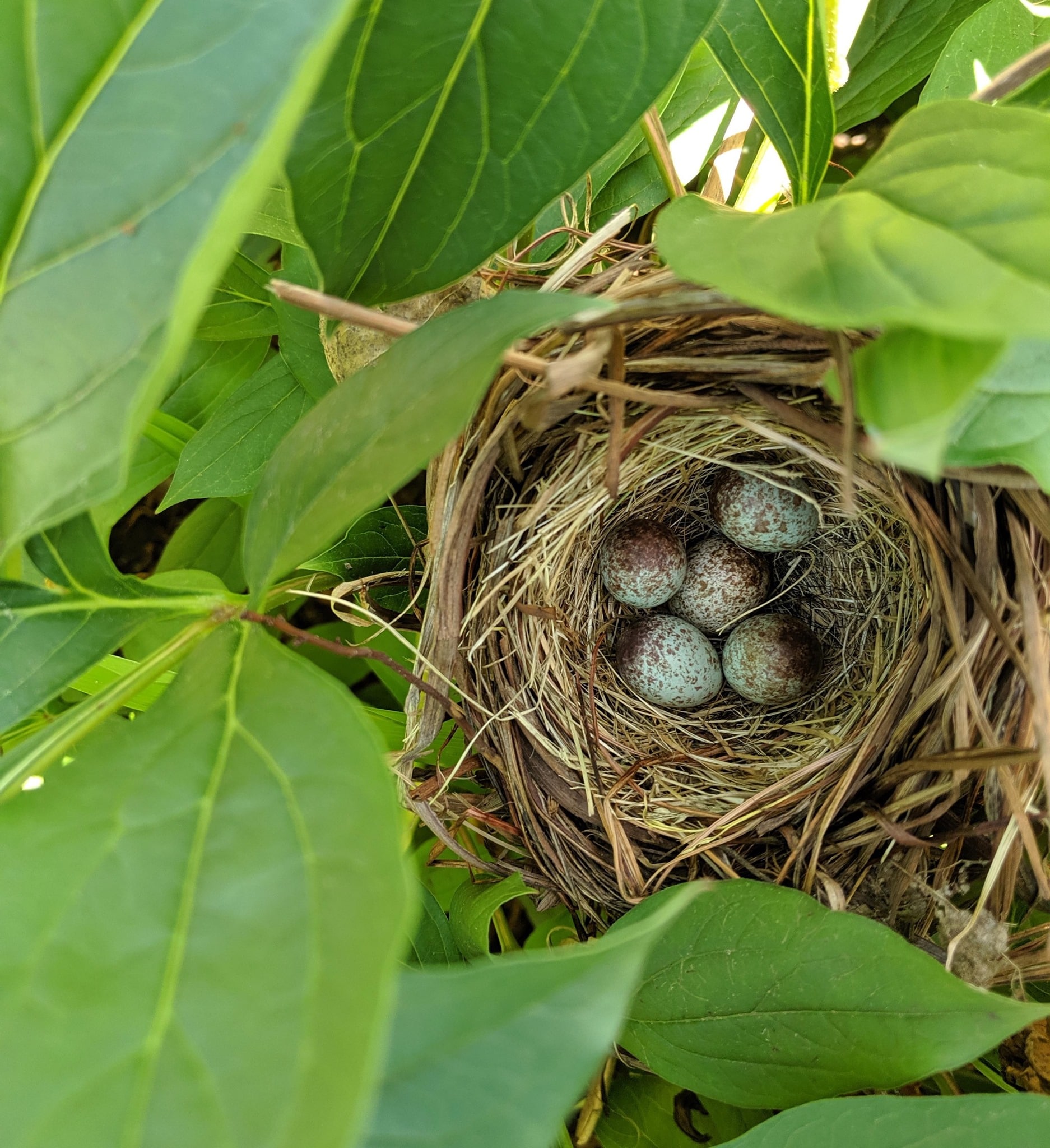 Robin's eggs in a nest