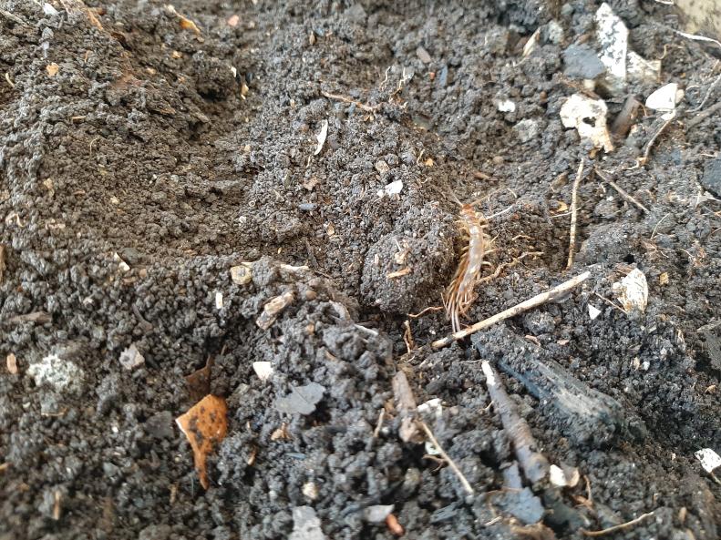 An image showing soil