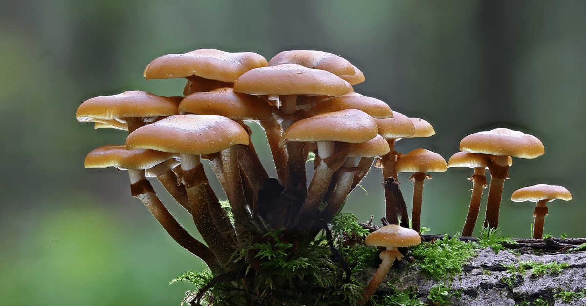 Mushrooms growing on a mossy rock
