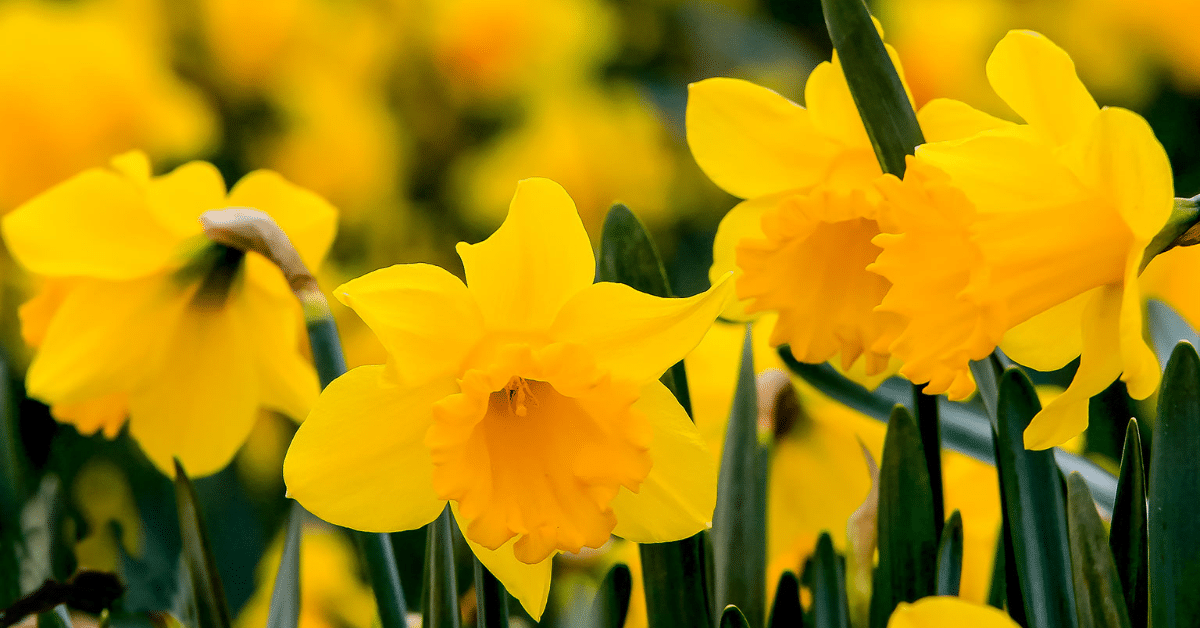 Yellow daffodils in bloom