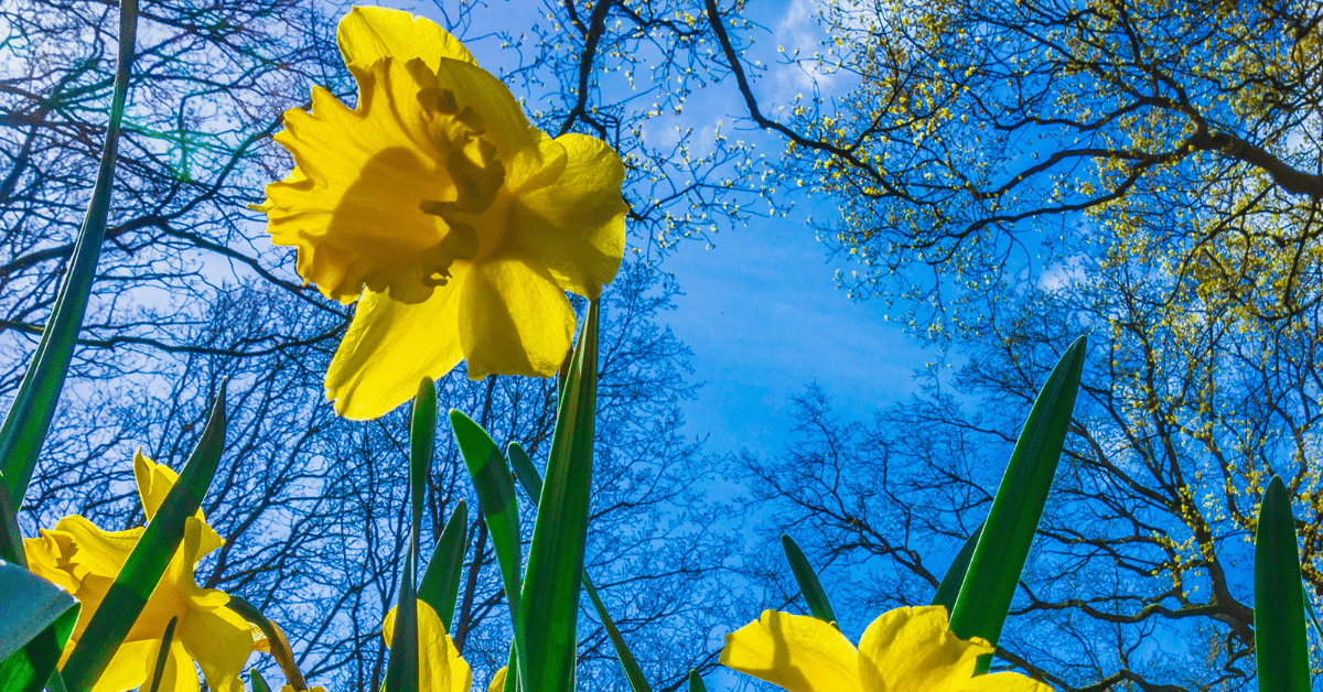 An image of daffodils on a sunny day