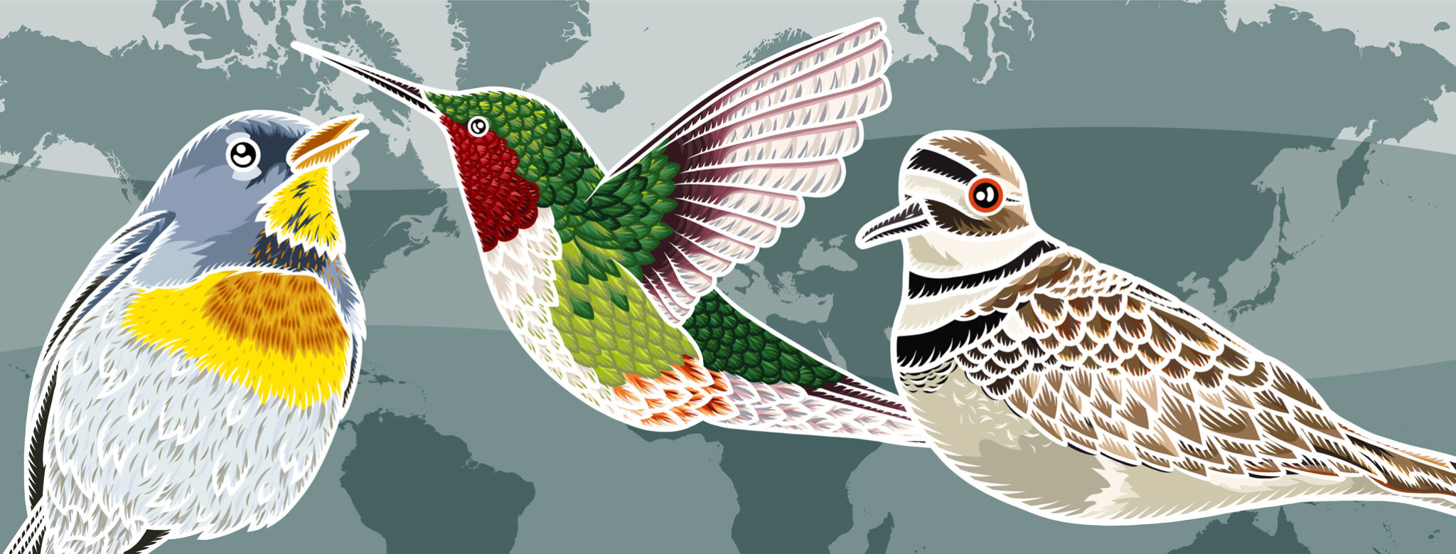 Three cartoon birds among a background of the world map