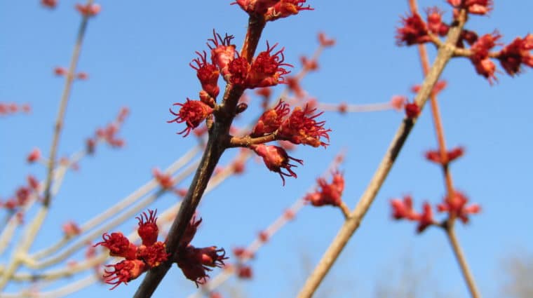 Red maple buds