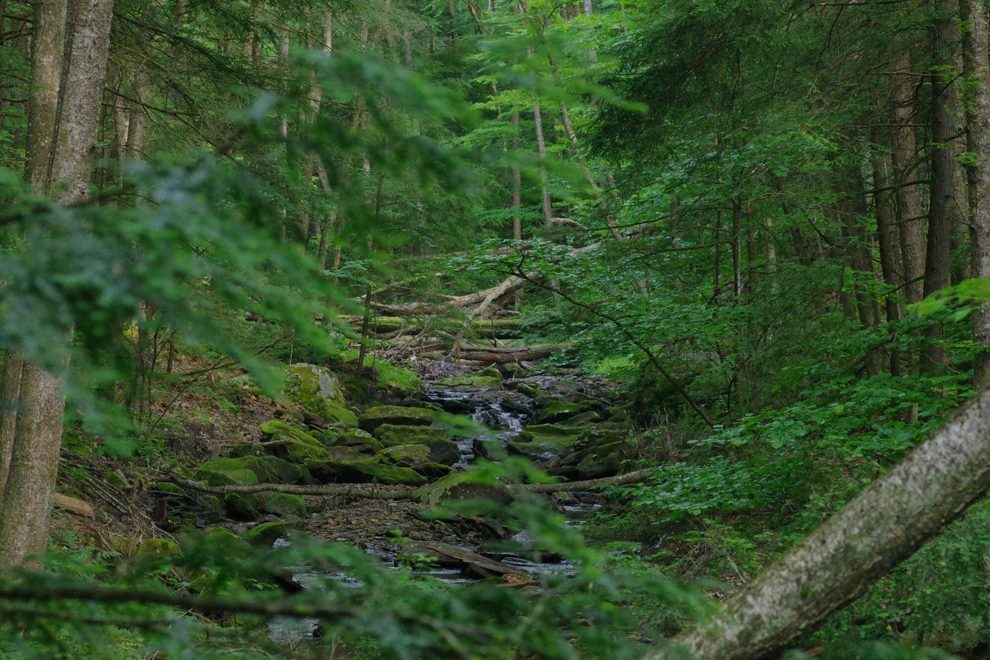 A stream in the forest