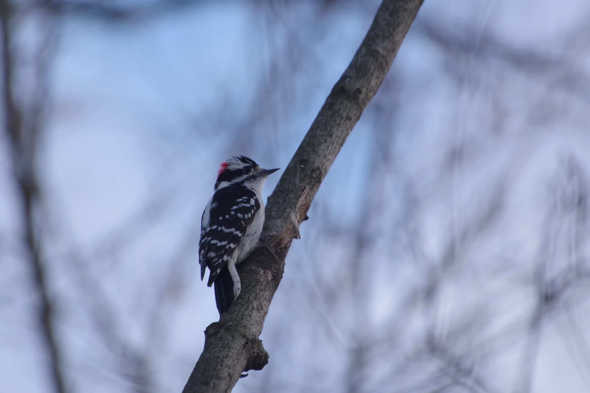 Downy woodpecker on a branch