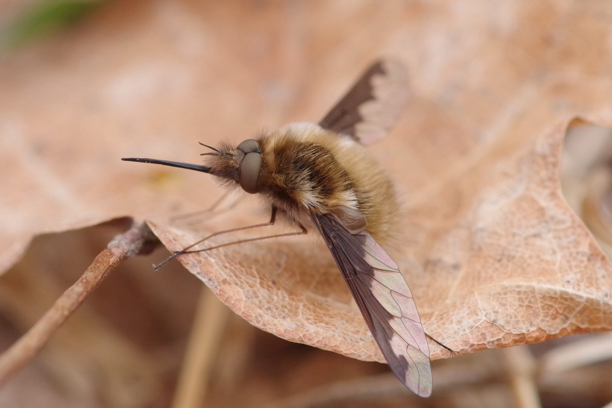 A bee fly on a leaf