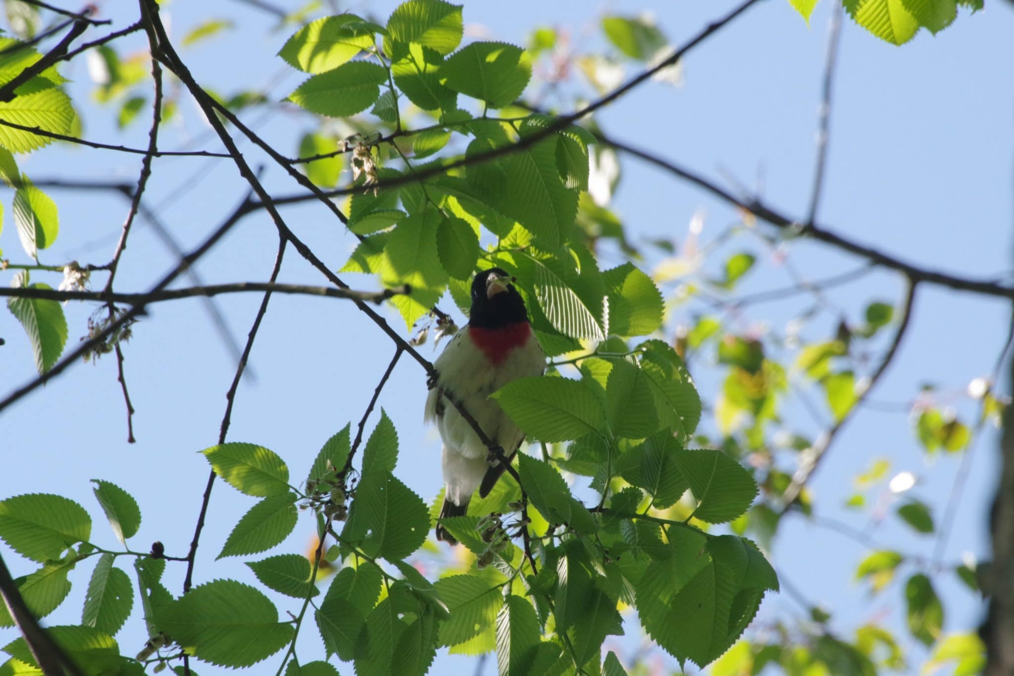Rose-breasted grosbeak in a tree