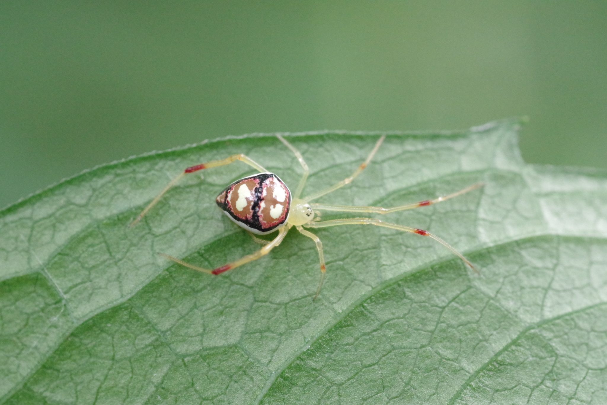 Close up of a spider on a leaf