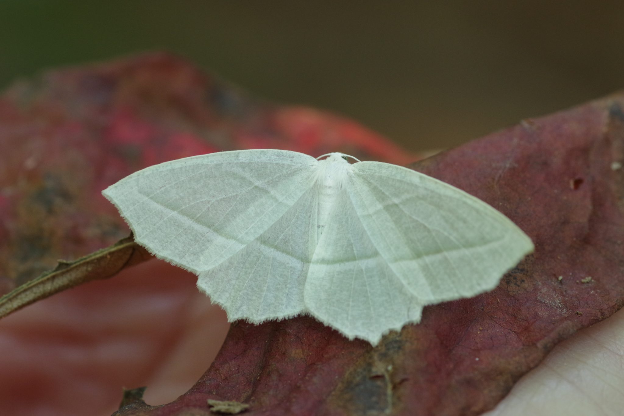 Close up of a moth