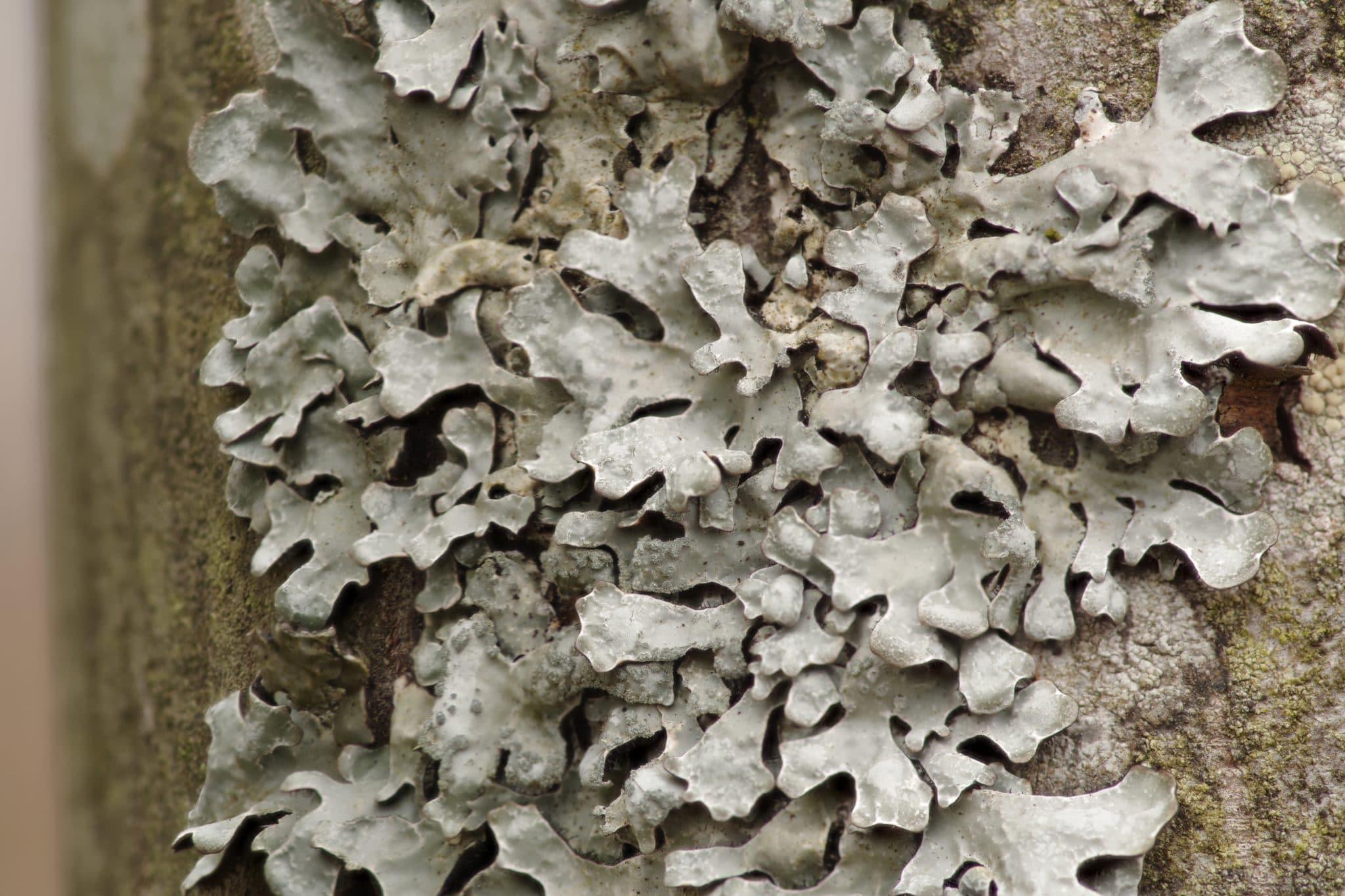 Close up of fungus on a tree trunk