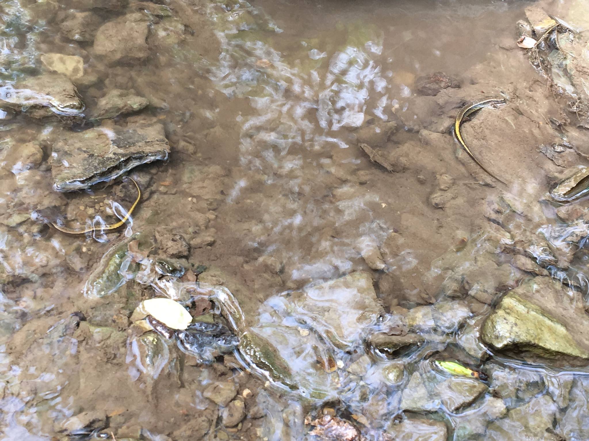 salamanders in stream