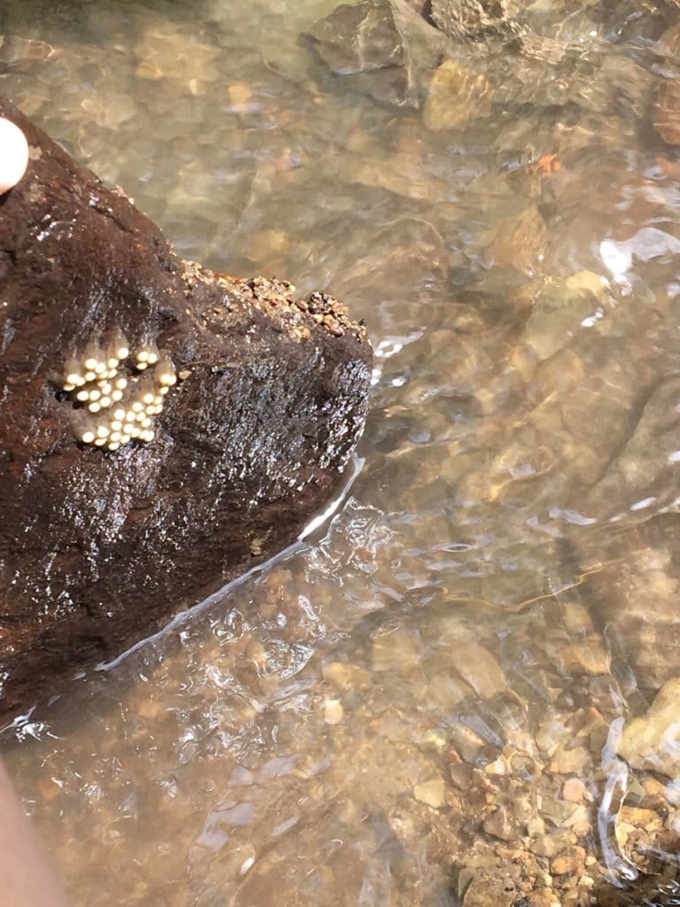 Salamander Eggs Pittsburgh Parks Conservancy