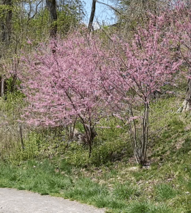 Redbud trees in bloom