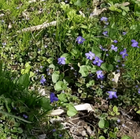 Violets in the grass