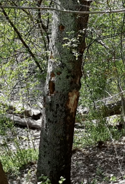 Tree with woodpecker holes