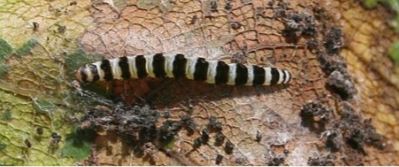 caterpillar on an eastern redbud