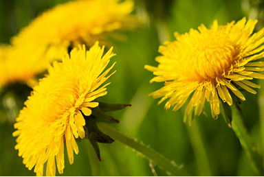 close up image of dandelions