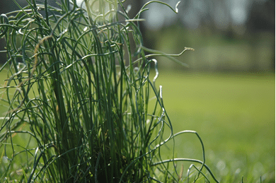 close up image of onion grass
