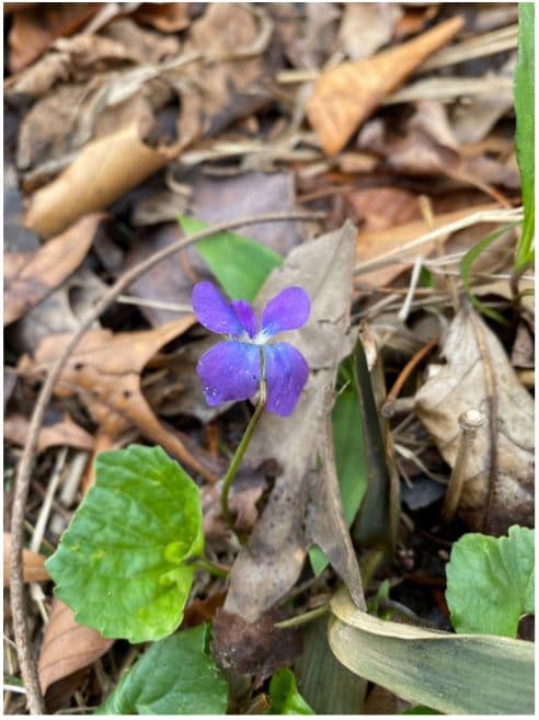 picture of a violet flower